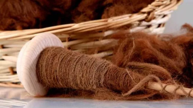 Fibra de vicuña: acciones para el aprovechamiento sustentable