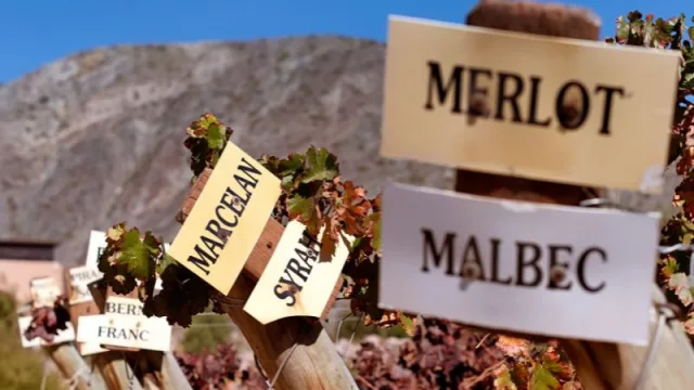 BQH Wine Tasting: exposición y degustación de vinos de la Quebrada (este sábado)