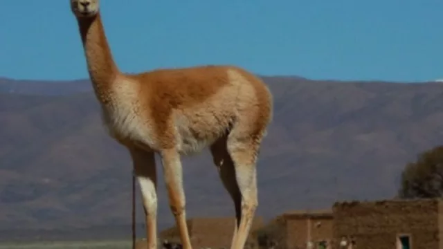 Comunidad de Lagunilla de Farallón y gobierno unen esfuerzos contra la caza ilegal de vicuñas