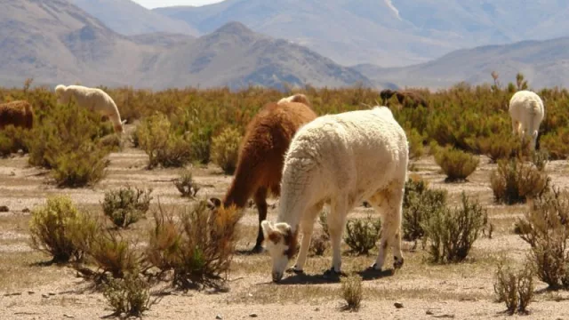 ExpoCarne NOA 2023: Jujuy impulsa el posicionamiento de la carne