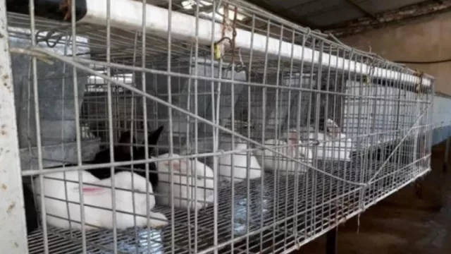 En Salta se come más carne de conejo (el consumo en aumentó en los últimos años)