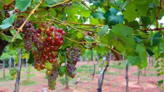 El INTA busca eliminar el virus de las plantas de vid con la implementación de biotecnología