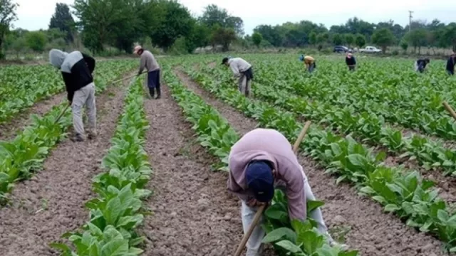 Abren inscripciones al programa de fertilizantes e insumos para productores tabacaleros