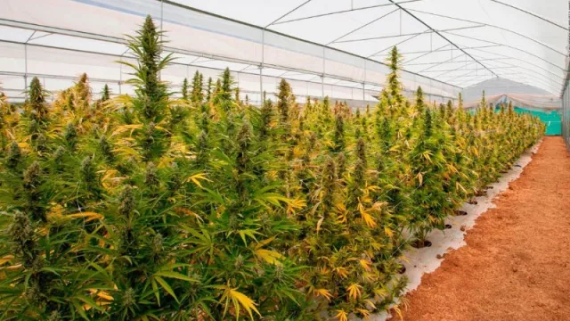 Radiografía de la plantación de Cannabis medicinal en Argentina (7 hectáreas en manos de 1 productor en Jujuy)