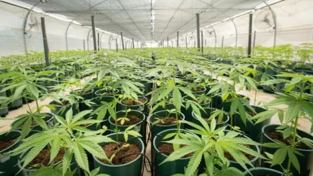 El gobierno reglamentó la Ley de cannabis medicinal y cáñamo industrial