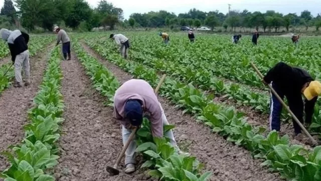 Alerta en el NOA por desfinanciación del Fondo Especial del Tabaco (con tabacaleros de Salta y Jujuy)
