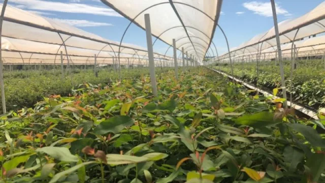 Un nuevo vivero clonal en Makallé permitirá la expansión de la producción forestal sustentable en la provincia