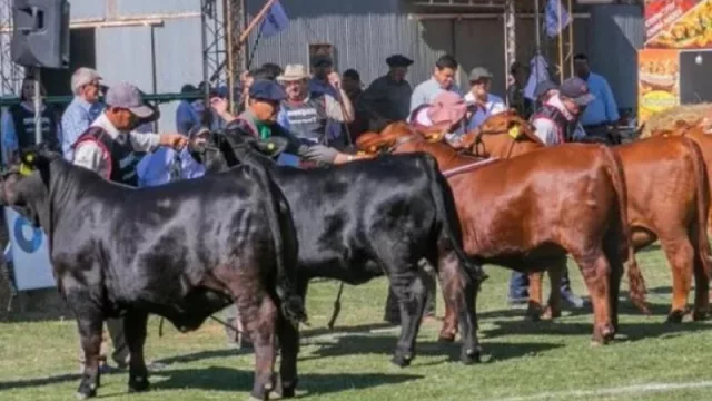 Llega la 2° exposición Brangus de Primavera y 2° Expo Búfalos del Chaco