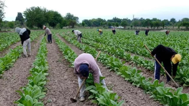 Anunciaron beneficios para los trabajadores rurales (el nuevo monto del programa son de $ 64.000)