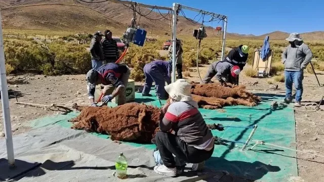 Mina Pirquitas impulsa un plan económico con identidad (llamas, cultura y producción en la Puna jujeña)