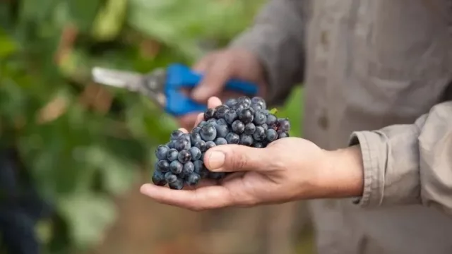 Jujuy avanza con su Centro Vitivinícola y una red agroclimática clave para el sector