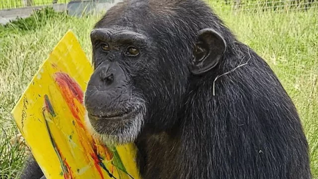 Ozzy Osbourne y un legado inédito: colección de arte con chimpancés debuta en Spectrum Miami 2025