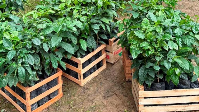 Jujuy impulsa el cultivo de café con la compra de plantines tucumanos (apuesta a diversificar la producción)
