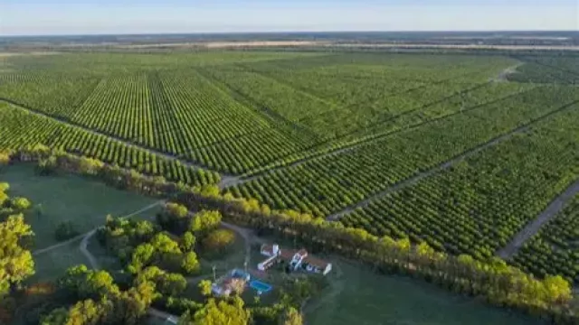 La Moraleja acelera su transformación para vender en Asia (busca llevar su producción a 200 mil toneladas de limón)